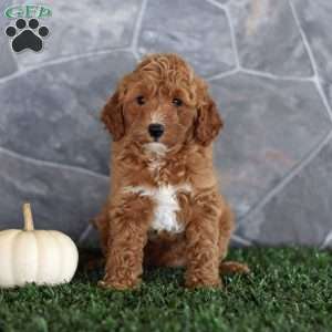 Orchid, Miniature Poodle Puppy